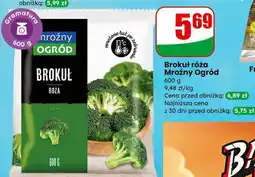 Dino Brokuł róża Mroźny Ogród oferta