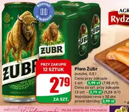 Dino Piwo Zubr oferta