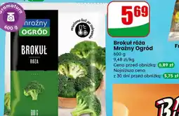 Dino Mroźny Ogród Brokuł róża oferta