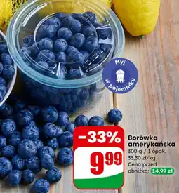 Dino Borówka amerykańska oferta
