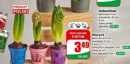 Dino Hiacynt (Hyacinth) oferta
