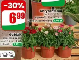 Dino Goździk (doniczka 12 cm) oferta