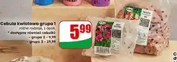 Dino Cebula kwiatowa grupa 1 (Flowering onion group 1) oferta