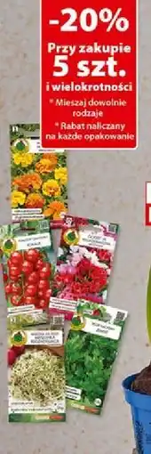 Dino Nasiona (Seeds) oferta