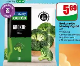 Dino Brokuł róża Mrożony Ogród oferta