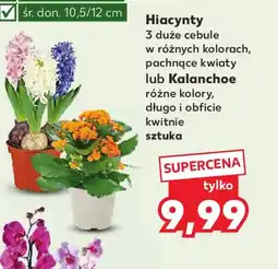 Kaufland Hiacynty lub Kalanchoe oferta