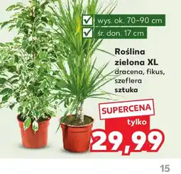 Kaufland Roślina zielona XL oferta