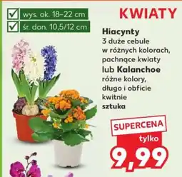 Kaufland Kwiaty oferta