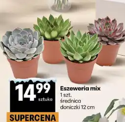 Delikatesy Centrum Eszeweria mix oferta