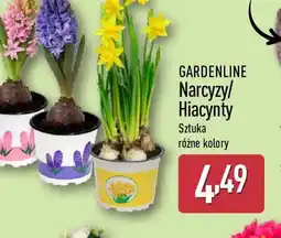 ALDI GARDENLINE Narcyzy/Hiacynty oferta