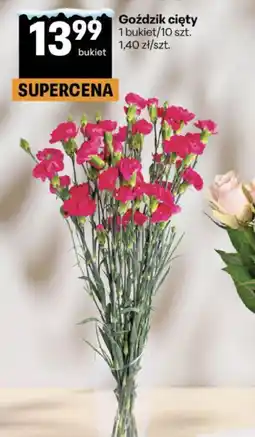 Delikatesy Centrum Goździk cięty oferta