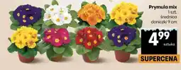 Delikatesy Centrum Prymula mix (Średnica doniczki 9 cm) oferta