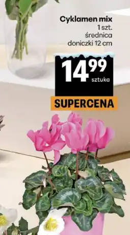 Delikatesy Centrum Cykamen mix oferta