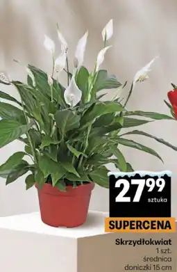 Delikatesy Centrum Skrzydłokwiat (Średnica doniczki 15 cm) oferta