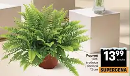 Delikatesy Centrum Paproć (Średnica doniczki 12 cm) oferta