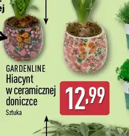 ALDI GARDENLINE Hiacynt w ceramicznej doniczce oferta