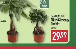 ALDI Gardenline Fikus Ginseng/Pachira oferta