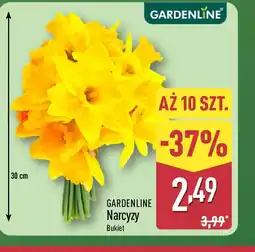 ALDI Gardenline Narcyzy oferta