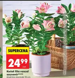 Biedronka Lilia E oferta