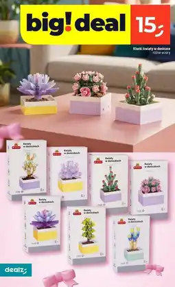Dealz Klocki sukulenty w doniczce oferta