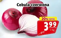 Prim Market Cebula czerwona oferta