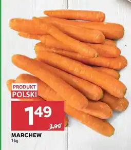 Stokrotka Marchew oferta