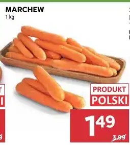 Stokrotka Marchew oferta
