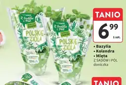 Intermarche Bazylia/Kolendra/Mięta (doniczka) oferta