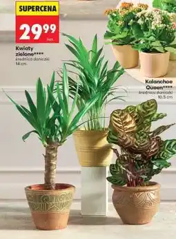 Biedronka Kwiaty zielone oferta