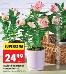 Biedronka Kwiat lilia rascal souvenir oferta
