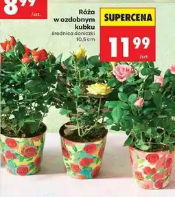 Biedronka Róża w ozdobnym kubku oferta