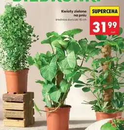 Biedronka Kwiaty zielone na pniu oferta
