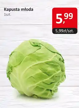 Market Point Kapusta młoda oferta
