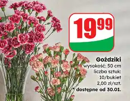 Dino Goździki oferta
