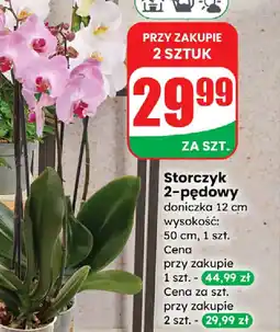 Dino Storczyk 2-pędowy oferta