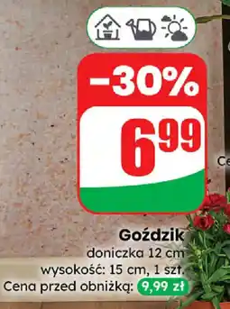 Dino Goździk oferta