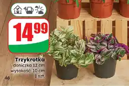 Dino Trzykrotka oferta