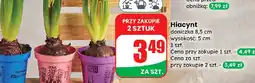 Dino Hiacynt oferta