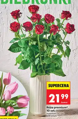 Biedronka Róża premium, 10 szt oferta