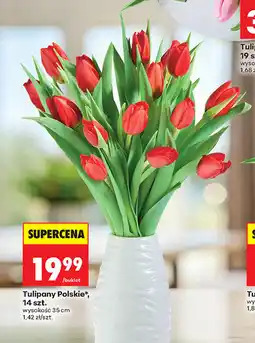 Biedronka Tulipan, 7 szt oferta