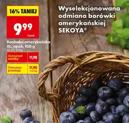 Biedronka Borówka amerykańska oferta