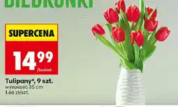 Biedronka Tulipany oferta