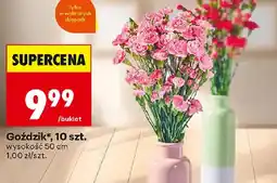 Biedronka Goździk oferta