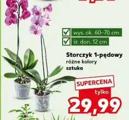 Kaufland Storczyk 1-pędowy oferta