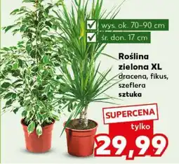 Kaufland Roślina zielona XL oferta