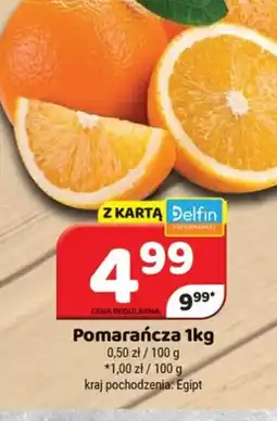 Delfin Pomarańcza oferta