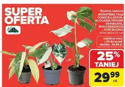 Carrefour MONSTERA THAI CONSTELLATION / ALOCASIA FRYDEK VARIEGATA / PHILODENDRON JOSE BUONO (doniczka 12 cm) oferta