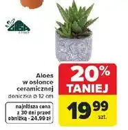Carrefour Aloes w osłonce ceramicznej (doniczka 12 cm) oferta