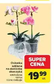 Carrefour Osłonka szklana na doniczkę storczyka oferta