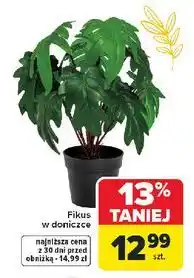 Carrefour Fikus w doniczce oferta